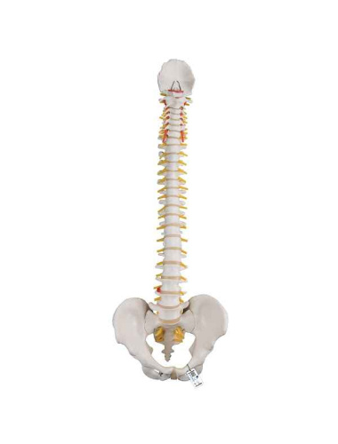 spine-anatomical-model